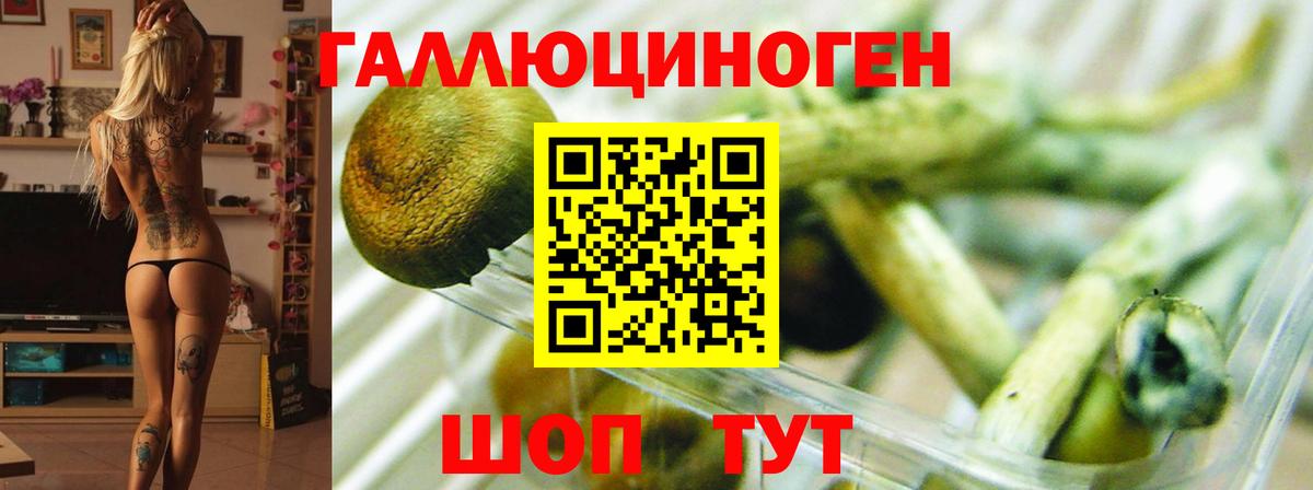 Галлюциногенные грибы Psilocybine cubensis Кубинка